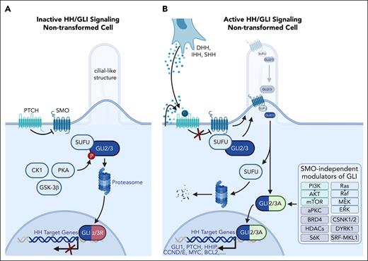 HH/GLI signaling in nontransformed hematologic cells. (A) In the absence of HH ligand, HH/GLI signaling is actively repressed by the formation of GLI repressor transcription factors (GLI2/3R). In its unliganded form, the HH receptor PTCH prevents the entry of the essential HH effector SMO into cilia-like structures. The absence of SMO allows phosphorylation of SUFU-bound GLI transcription factors (GLI2/3) via PKA, CK1, and GSK-3β kinases. Phosphorylated GLI2/3 is partially degraded by the proteasome, yielding C-terminally truncated GLI repressor proteins that translocate to the nucleus to repress target gene expression. (B) Autocrine or paracrine HH signaling is initiated by binding of the HH ligand to its receptor, PTCH, resulting in shuttling and activation of SMO. Activated SMO prevents proteasomal degradation of GLI2/3 and promotes the release of GLI from inhibitory SUFU, resulting in GLI2/3 activator forms (GLI2/3A) and subsequent induction of HH target genes, including GLI1, amplifying the GLI activator signal. In addition, GLI activation can occur in a SMO-independent manner via PI3K/AKT/mTOR (light green) and Ras/Raf/MEK/ERK (light blue) signaling, or in a more indirect manner via cofactors and DNA modifiers, including casein kinases (CSNK1, CSNK2), DYRK1, atypical PKC, SRF-MKL1, BRD4, S6K, and class-I histone deacetylases (gray).