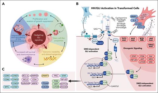 Molecular control of cancer hallmarks by HH/GLI signaling in hematologic malignancies. (A) HH/GLI signaling in hematologic malignancies plays a key role in the establishment of cancer hallmarks. These illustrate the oncogenic mechanisms driven by HH/GLI in fluid cancers and represent common therapeutic vulnerabilities for the rational design of more effective and durable combination therapies. (B) Activation and intricate interactions between HH/GLI and other oncogenic driver pathways resulting in enhanced transforming activity through increased SMO-dependent and SMO-independent oncogenic GLI activation. (C) HH/GLI target genes and their association as causal factors in the establishment of cancer hallmarks determined by HH/GLI signaling (the color code of target gene clusters corresponds to the color code of cancer hallmarks in panel A).