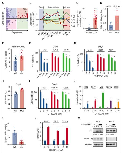 Differential effects of PLK4 inhibition on TP53 wild-type and mutated AML. (A) The expression (Beat AML and Leucegene databases) and dependency (Depmap database) profile of 310 druggable genes (DGIdb), which were differentially expressed in TP53-mutated AML when compared with those with normal karyotype. Each dot represents 1 gene. Red color indicates genes that were upregulated and essential in TP53-mutated AML, and PLK4 was 1 of them. (B) In humans, public database (Bloodspot) showed the lowest PLK4 messenger RNA (mRNA) expression in mature cells compared with hematopoietic stem and intermediate cells, whereas other PLK proteins showed fluctuating expression during hematopoietic differentiation. (C) Reverse transcription QPCR (RT-QPCR) analysis showed upregulated PLK4 expression in human AML (n = 24) compared with normal peripheral blood mononuclear cells (n = 5). (D-E) Higher PLK4 mRNA expression in TP53-mutated human AML cell line (D) (n = 9) and primary AML cell line (E) (n = 24). (F-G) On day 4, PLK4-knockout by CRISPR/Cas9 (F) or PLK4 inhibitor (CFI-400945) (G) significantly suppressed leukemia growth in TP53 wild-type AML cell line ML2 but less so in TP53-mutated AML cell line K052 and THP1 (n = 3). (H) On day 4 of treatment, CFI-400945 (10 nM) treatment induced more suppression in wild-type (WT) than the TP53 mutant (Mut) AML cell lines (n = 9) as shown by a small area under curve (AUC). (I) CFI-400945 treatment induced more suppression in ML-2 than the TP53-mutant derivatives. (J) CFI-400945 treatment induced more apoptosis in ML-2 compared with K052, THP1, and TP53-mutant knockin ML2 on day 1 (n = 3). (K) CFI-400945 treatment (20 nM) induced higher level of apoptosis in TP53 WT primary AML compared with TP53 Mut primary AML on day 1 (n = 8). (L) DNA damage, as enumerated by γH2AX based on western blot and ImageJ analysis, was observed in both TP53 wild-type and mutated ML2 cell line (n = 3). (M) Representative western blot showing CFI-400945 (10-20 nM) activated p53 signaling in ML2 but not in K052. The number above the blots indicate the quantification of p53 and MDM2 normalized by GAPDH protein. Ø indicates a nonspecific band of MDM2. HSC, hematopoietic stem cell.