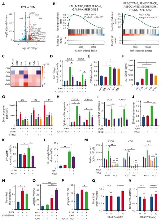 Activation of SASP and interplay with immune cells upon PLK4 inhibition in AML. (A) Volcano plots showing differentially expressed cytokines (log2FC > 1 or < −1, false discovery rate < 0.05) for each sample pair on day 2 post CFI-400945 treatment (20 nM). (B) GSEA showed positive enrichment of IFN-γ and SASP upon CFI-400945 treatment (20 nM) compared with vehicle control on day 2. (C) Heat map summarizing the ELISA results upon CFI-400945 treatment (10 nM) in K052. The concentration of CXCL8, CCL2, IL-6, IFN-γ, and TNF-α in media cultured with T2N, T4N, and polyploidy of K052 were upregulated, whereas IL-1β was only upregulated in the media from polyploidy cells (supplemental Figure 5D) (n = 3). (D) Addition of IL-1β–neutralizing antibody (0.3 μg/mL) could ameliorate CFI-400945–induced CCL2 and CXCL8 in K052 (n = 3). (E-F) CFI-400945 treatment (10 nM) increased STING dimerization (E) and 2’3’-cGAMP levels (F) in K052 at day 2 (n = 3). (G-H) CFI-400945 (10 nM) increased senescence (G) and expression of CCL2 and CXCL8 (H) on day 2, and the response was ameliorated by cGAS (RU521, 1.6 μM) or STING inhibitors (H-151, 800 nM) (n = 3). (I-K) CFI-400945 treatment (10 nM) increased expression of CCL2 and CXCL8 (I), STING dimerization (J), and cGAMP (K) on day 2, which was rescued by EED226 (PRC2i, 500 nM) (n = 3). (L) CFI-400945 increased the formation of cytoplasmic chromatin in K052 that could be ameliorated by PRC2 inhibitor (supplemental Figure 4I) (n = 3). (M) CFI-400945 treatment (10 nM) increased the secretion of CCL2, CXCL8, and IL-1β in K052 but less in ML2 (n = 3), which was rescued by EED226 (PRC2i, 500 nM). (N) THP-1–derived macrophage showed higher phagocytosis against 2-day CFI-400945–pretreated (10 nM) K052 compared with vehicle-treated K052, which could be ameliorated by RU521 (cGASi, 1.6 μM) and H-151 (STINGi, 800 nM) (n = 3). (O) Activated T cells induced more apoptosis in CFI-400945–pretreated (10 nM) K052 compared with vehicle-treated K052 at day 2 (n = 3). (P) Therapeutic inhibition of RU521 (cGASi, 1.6 μM) and H-151 (STINGi, 800 nM) diminished the CFI-400945 (10 nM) and T cell–induced apoptosis in K052 (n = 3). (Q-R) ML2 isogenic system showed that TP53-knockin line showed relatively higher phagocytosis and (R) T-cell–mediated apoptosis (Q). Phagocytosis and AML cell apoptosis were normalized with respect to those in coculture of ML2 cells with macrophages (Q) and T cells (R) in the vehicle control. ∗P < .05; ∗∗P < .01; ∗∗∗P < .001.