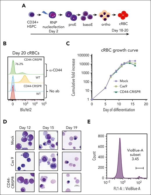CD44 is dispensable for erythroid differentiation of primary human HSPCs. (A) Schematic of genome editing strategy to generate CD44-null cRBCs from primary human CD34+ HSPCs using CRISPR/Cas9. Ribonucleoprotein (RNP) complexes consisting of rCas9 and 2 CD44-targeting sgRNAs were introduced by nucleofection on day 2 of culture. Differentiating erythroblasts were plated on a murine stromal cell layer on day ∼13 to 14 to facilitate recovery of enucleated cRBCs. (B) Flow cytometry analysis of CD44 surface expression in unmodified (WT) cRBCs, or an isogenic population that was nucleofected with RNPs targeting CD44 (CD44-CRISPR). Anti-CD44 antibody BRIC 222 (IBGRL) was used at a ratio of 1:10 000 followed by goat anti-mouse IgG-PE (1:2000). (C) Representative growth curves of primary human CD34+ HSPCs during ex vivo erythropoiesis. Nucleofection was performed on day 2 to generate CD44-CRISPR cells, Cas9 control cells (WT cells nucleofected with rCas9 only), or mock control cells (nontransfected). (D) Cytospin images of CD44-CRISPR vs isogenic WT erythroid cells during the time course of ex vivo erythropoiesis. Cas9, nucleofected with Cas9 only; Mock, nontransfected; scale bar, 10 μm. (E) Representative experiment showing enucleation rate of CD44-null cRBCs upon terminal differentiation, as detected by flow cytometry using the cell-permeable DNA stain Vybrant DyeCycle Violet.