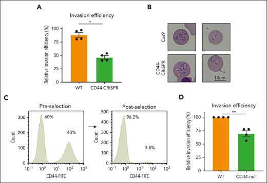 CD44 is required for efficient P falciparum invasion. (A) Invasion assays of P falciparum strain 3D7 into WT cRBCs vs CD44-CRISPR cRBCs. Approximately 18 hours after incubation with late-stage schizonts, parasitemia was determined by blinded counting of cytospin slides stained with May-Grünwald and Giemsa stain, and is presented relative to parasitemia in control erythrocytes. Plotted are 4 biological replicates, each of which was performed in triplicate, with the line indicating the mean ± standard error of the mean (SEM); ∗P = .0062, 2-tailed paired t test. (B) Cytospin images of P falciparum parasites ∼18 hours after invasion into isogenic WT or CD44-CRISPR cRBCs. (C) Flow cytometry plot showing efficiency of negative selection for CD44-null cRBCs using CD44 microbeads. Anti-CD44 antibody BRIC 222 (IBGRL) was used at 1:10 000 followed by goat anti-mouse IgG-488 (1:1500). (D) Invasion assays of P falciparum strain 3D7 into WT cRBCs vs CD44-null cRBCs isolated by negative selection. Parasitemia was determined by blinded counting of cytospin slides by 2 individuals, and is presented normalized to the parasitemia in the WT cRBCs for each replicate. Each of 4 biological replicates are plotted, each of which were performed in triplicate, with the line indicating the mean of the biological replicates, ±SEM; ∗∗P = .0010, 2-tailed t test.