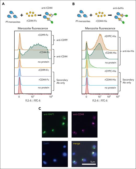 P falciparum merozoites bind to CD44. (A) Flow cytometry–based assay to quantify binding between free P falciparum merozoites and recombinant CD44-Fc or CD99-Fc proteins. Free merozoites were incubated with 3 μg recombinant proteins, and binding was detected using anti-CD44 BRIC 222 (IBGRL, 1:1000) or anti-CD99 (Invitrogen; 1:250) antibodies. (B) Flow cytometry–based assay to quantify binding between free P falciparum merozoites and recombinant CD44-His or GYPC-His proteins. Histograms depicting merozoite fluorescence upon incubation with recombinant His-tagged proteins and detection with anti–6x-His mouse monoclonal antibody (Invitrogen; 1:300). (C) Images of immunofluorescence assays of free P falciparum merozoites after binding to rCD44-His, and its colocalization with the merozoite protein RAP1. RAP1 was detected using anti-RAP1/2 mouse monoclonal antibody (from Anthony Holder; 1:500), and CD44 was detected with anti-CD44 rabbit polyclonal antibody (Invitrogen; 1:500), followed by goat anti-mouse AlexaFluor 488 and goat anti-rabbit AlexaFluor 555. Images were taken with a Keyence BZ-X700 all-in-1 fluorescence microscope at ×100 original magnification under oil immersion.