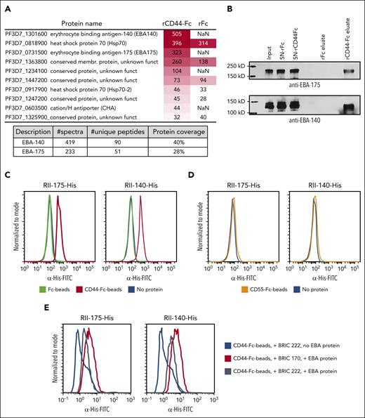 CD44 specifically interacts with P falciparum invasion ligands EBA-175 and EBA-140. (A) Mass spectrometry results from affinity purification experiments in which bead-immobilized rCD44-Fc or rFc were incubated with lysate from P falciparum strain 3D7 schizont-stage parasites. The heat map shows the normalized spectral counts (based on protein size) of the most abundant P falciparum proteins detected and their enrichment in rCD44-Fc compared with rFc. NaN indicates “no counts.” The table shows log probability, raw number of spectra, and unique peptides, and coverage of EBA-140 and EBA-175 proteins found in the rCD44-Fc lane. (B) Western blot of independent affinity purification experiment in which bead-immobilized rCD44-Fc or rFc were incubated with P falciparum schizont-stage lysate, followed by immunoblotting for EBA-175 or EBA-140 using anti-EBA-175 or anti-EBA-140 rabbit antisera (from Alan Cowman, 1:2000) followed by goat anti-rabbit-HRP secondary antibody (1:25 000). SN, supernatant. (C) Flow cytometry–based binding assays in which recombinant RII of EBA-175-His (left) or EBA-140-His (right) were incubated with beads coated with rCD44-Fc, rFc, or no protein. Binding was detected using a mouse anti–6x-His IgG antibody (Invitrogen; 1:500) and goat anti-mouse IgG-FITC (1:1000). (D) Flow cytometry–based binding assays between rCD55-Fc or rFc and RII of EBA-175-His (left) or EBA-140-His (right). (E) Binding assays of RII EBA-175 (left) or RII EBA-140 (right) with rCD44-Fc after incubation of the protein-coated beads with anti-CD44 mouse monoclonal antibody BRIC 222 (50 μg/mL) or isotype control BRIC 170, which targets the cytoplasmic domain of Band3 (50 μg/mL).