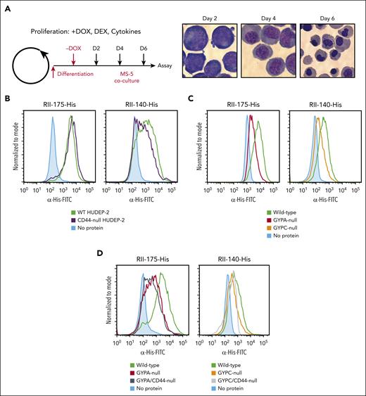 Genetic analysis in HUDEP-2 cells reveals that GYPA and GYPC are the primary determinants of EBA-175 and EBA-140 binding to cRBCs, respectively. (A) Schematic of HUDEP-2 proliferation and differentiation protocol, and representative images of differentiating HUDEP-2 cells at ×100 magnification. Day 2, proerythroblasts; day 4, polychromatic erythroblasts; and day 6, orthos. (B) Flow cytometry–based binding assays of RII regions of EBA-175-His (left) and EBA-140-His (right) incubated with WT vs CD44-null HUDEP-2 orthos. Binding of the EBA proteins to the cells was quantified using anti-His antibody and fluorescent secondary antibody. (C) Flow cytometry–based binding assays of RII regions of EBA-175-His (left) and EBA-140-His (right) incubated with WT, GYPA-null, or GYPC-null HUDEP-2 orthos. Binding was quantified using a mouse anti–6x-His antibody (Invitrogen; 1:300) followed by goat anti-mouse IgG-FITC (1:1000). (D) Flow cytometry–based binding assays of RII regions of EBA-175-His (left) and EBA-140-His (right) incubated with WT, GYPA-null, GYPA/CD44-null, GYPC-null, or GYPC/CD44-null HUDEP-2 orthos. Binding was quantified using the anti–6x-His antibody and fluorescent secondary antibody. DEX, dexamethasone; DOX, doxycycline.