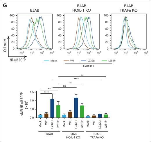 Requirements of TRAF6 and HOIL-1 for CBM and oncogenic CARD11 signaling in BJAB cells. (A,C) Western blot analysis of 3 HOIL-1 KO (A) and TRAF6 KO (C) clones after stimulation with P/I for the indicated time points to determine MALT1 substrate cleavage and NF-κB signaling. (B,D) Representative flow cytometric analyses (top panel) and quantification of changes in mean fluorescence intensity (ΔMFI, bottom panel) of the 6 × NF-κB–EGFP reporter in 3 HOIL-1 KO (B) and TRAF6 KO (D) BJAB cells after P/I stimulation (5 hours). n = 3 replicates, all error bars depict the mean ± standard deviation (SD), ordinary 1-way analysis of variance (ANOVA) with Tukey multiple comparisons, ∗∗∗P < .001. (E-F) Western blot analysis of overexpression of FS-CARD11 WT, L232LI, and L251P in HOIL-1 KO (E) and TRAF6 KO (F) BJAB cells to determine NF-κB signaling and MALT1 substrate cleavage. (G) Representative flow cytometric analyses (top panel) and quantification of ΔMFI (bottom panel) of the 6 × NF-κB–EGFP reporter in parental (left), HOIL-1 KO (middle), and TRAF6 KO (right) BJAB cells expressing CARD11 WT and mutants. N = 3 replicates, all error bars depict the mean ± SD, ordinary 1-way ANOVA with Tukey multiple comparisons; ns, not significant; ∗∗P < .01 and ∗∗∗∗P < .0001.