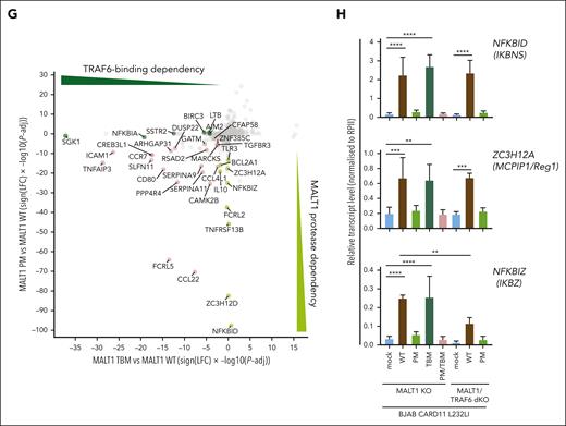 MALT1 scaffolding- and protease-dependent GEP by oncogenic CARD11. (A) Western blot analysis of MALT1 KO and MALT1/TRAF6 double-KO (dKO) BJAB cells expressing CARD11 L232LI. Effects of loss of MALT1 and/or TRAF6 on CYLD and Regnase-1 cleavage are shown. (B) Schematic depiction of MALT1B protein and domains. The MALT1 C453A PM and E795A TBM are shown. (C) Western blot analysis of MALT1 KO (left) and MALT1/TRAF6 dKO (right) BJAB expressing CARD11 L232LI reconstituted with mock vector, MALT1 WT, or mutants. Cleavage of MALT1 substrates CYLD and Regnase-1 and expression of NFKBID/IκBNS was determined. Unspecific bands are marked with an asterisk. (D) Quantification of ΔMFI of the 6 × NF-κB–EGFP reporter in MALT1 KO and MALT1/TRAF6 dKO BJAB cells reconstituted with mock vector, MALT1 WT, or mutant constructs. n = 4 replicates, all error bars depict the mean ± SD, ANOVA with Tukey multiple comparisons, ∗∗∗∗P < .0001. (E) Gene set variation analysis (GSVA) quantifying the effects of MALT1 WT and mutants on a published ABC DLBCL–derived NF-κB gene signature induced by CARD11 L232LI. (F) Heat map of differentially expressed genes in the MALT1 KO BJAB cells expressing CARD11 L232LI in dependency of reconstitution with mock vector, MALT1 WT, PM, TBM, or PM/TBM. Red denotes higher, blue denotes lower expression. n = 4 for each sample. (G) Signed Padj plot comparing gene induction by MALT1 PM and TBM compared with MALT1 WT reconstituted MALT1 KO BJAB cells expressing CARD11 L232LI. Genes in the top-left and the bottom-right corner are strongly TRAF6 binding or MALT1-protease dependent, respectively. Annotated are the genes from the heat map in panel F. (H) Relative transcript expression analysis of ZC3H12A, NFKBID, and NFKBIZ in dependency of the indicated reconstituted MALT1 mutants and MALT1 WT in MALT1 KO BJAB cells expressing CARD11 L232LI by qRT-PCR. n = 4, all error bars depict the mean ± SD, ANOVA with Tukey multiple comparisons; ∗∗P < .01; ∗∗∗P < .001; and ∗∗∗∗P < .0001.