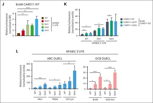 Regulation of the 3′ UTR of NFKBIZ and NFKBID in DLBCL. (A-B) Schematic depiction of the 3′ UTR constructs of the (A) NFKBIZ and (B) NFKBID luciferase reporter. Relative luminescence was measured 48 hours after cotransfection of the reporter with a Renilla construct in BJAB CARD11 KOs expressing CARD11 WT, L251P, or L232LI. Values were normalized to mock vector-infected cells; n ≥ 4, all error bars depict the mean ± SD, ordinary 1-way ANOVA with Tukey multiple comparisons; ∗P < .05; ∗∗∗P < .001; and ∗∗∗∗P < .0001. (C-D) Luciferase reporter assay of the 3′ UTR of (C) NFKBIZ and (D) NFKBID in BJAB CARD11 KOs reconstituted with CARD11 L251P and L232LI, respectively, after ibrutinib, S-mepazine, or MLT-748 treatment for 18 hours. n ≥ 3, all error bars depict the mean ± SD, ordinary 1-way ANOVA with Dunnett multiple comparisons; ∗P < .05; ∗∗P < .01; ∗∗∗P < .001; and ∗∗∗∗P < .0001. (E-F) Luciferase reporter assay of the 3′ UTR reporter of (E) NFKBIZ and (F) NFKBID in ABC and GCB DLBCL cell lines. n = 3, all error bars depict the mean ± SD. (G-H) Luciferase reporter assay of the 3′ UTR of (G) NFKBIZ and (H) NFKBID in HBL1 and OCI-Ly3 after treatment with ibrutinib, S-mepazine, or MLT-748. n ≥ 4, all error bars depict the mean ± SD, ordinary 1-way ANOVA with Dunnett multiple comparisons; ∗P < .05; ∗∗P < .01; and ∗∗∗P < .001. (I) Schematic representation of the SL structure of the UTR of NFKBIZ, and location of patient-derived mutations in the UTR. (J) Luciferase reporter assay of WT and mutation variants SNV1, Del1, Del2, and Del3 UTR of NFKBIZ in BJAB CARD11 KO cells expressing CARD11 WT. The relative luminescence was normalized to the stability of the WT UTR of NFKBIZ. N = 3, all error bars depict the mean ± SD, ordinary 1-way ANOVA with Dunnett multiple comparisons; ∗∗P < .01 and ∗∗∗P < .001. (K) Luciferase reporter assay of the WT, Del1, and Del3 UTR reporter in BJAB CARD11 KO cells expressing CARD11 WT, L251P, or L232LI. n = 3, all error bars depict the mean ± SD, 2-way ANOVA with Dunnett multiple comparisons test; ∗P < .05. (L) Luciferase reporter assay of WT, Del1, and Del3 NFKBIZ UTR in a panel of ABC and GCB DLBCLs. n = 4, all error bars depict the mean ± SD, ordinary 1-way ANOVA with Dunnett multiple comparisons test; ∗P < .05; ∗∗P < .01; ∗∗∗P < .001; and ∗∗∗∗P < .0001.