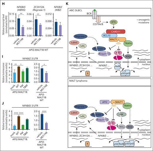 API2-MALT1 protease activity controls posttranscriptional gene regulation. (A) Schematic depiction of API2-MALT1 protein and domains. The C689A mutation is the MALT1 PM and the E1031A is the TBM of MALT1. (B) Western blot analysis of BJAB cells overexpressing API2-MALT1B WT, PM, or TBM. Activation of the noncanonical NF-κB pathways was determined by p100 and p52 expression, and the activation of the MALT1 protease was shown by substrate cleavage and IκBNS expression. Nonspecific bands are marked with an asterisk. (C) Quantification of ΔMFI of the 6 × NF-κB–EGFP reporter in BJAB cells expressing API2-MALT1B WT, PM, or TBM. Data represent MFI of n = 3 replicates, all error bars depict the mean ± SD, ordinary 1-way ANOVA with Tukey multiple comparisons; ∗∗P < .01; ∗∗∗P < .001; and ∗∗∗∗P < .0001. (D) GSVA quantifying the effects of API2-MALT1 WT and mutant expression on a published ABC DLBCL–derived NF-κB gene signature. (E) Heat map of differentially expressed genes in API2-MALT1 WT-, PM-, or TBM–expressing BJAB cells compared with parental cells. On the color scale, red denotes higher and blue denotes lower expression; n = 5 for each sample. Genes highlighted in green are MALT1-protease dependent and genes highlighted in blue are TRAF6-binding dependent. (F) Signed Padj plot comparing gene induction by API2-MALT1 PM– or TBM– vs API2-MALT1 WT–expressing BJAB cells. Genes in the top-left and bottom-right corner are strongly TRAF6-binding and MALT1-protease dependent, respectively. Annotated are the genes from the heatmap in panel E. (G) Transcriptional activation of NFKBIZ, NFKBID, and ZC3H12A was shown by qRT-PCR in BJAB cells expressing API2-MALT1B WT, PM, or TBM. Values were normalized to the control (mock) infected cells, n = 8, all error bars depict the mean ± SD, ordinary 1-way ANOVA with Tukey multiple comparisons; ∗P < .05 and ∗∗P < .01. (H) Analysis of the inhibition effects of the MALT1 protease after MLT-748 (2 μM, 18 hours) on NFKBIZ, ZC3H12A, and NFKBID in BJAB cells expressing API2-MALT1B WT by qRT-PCR. n = 4, all error bars depict the mean ± SD, unpaired Student t test; ∗∗P < .01. (I-J) Luciferase reporter assay of the 3′ UTR of (I) NFKBIZ and (J) NFKBID in BJAB cells overexpressing API2-MALT1B WT, PM, and TBM (left). Stability of the reporter was determined after inhibition of the MALT1 protease with MLT-748 (right) in BJAB cells expressing API2-MALT1B WT. n = 4, all error bars depict the mean ± SD; ∗P < .05; ∗∗P < .01; and ∗∗∗∗P < .0001. (K) Scheme of posttranscriptional gene regulation by the MALT1 protease in BCR-addicted ABC DLBCL (upper panel) and API2-MALT1-driven MALT lymphomas (lower panel).