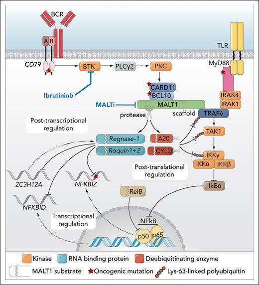 Simplified model of the role of MALT1 and regnase-1 in B-cell lymphoma. BCR signaling through BTK mediates the formation of a complex of CARD11, BCL10, and MALT1. Oligomerized MALT1, but also the oncoprotein API2-MALT1, functions as a scaffold protein, binding the E3 ubiquitin ligase TRAF6. In parallel, Toll-like receptor (TLR) signaling may result in MyD88-dependent recruitment of IRAK4 and IRAK1, which can also associate with TRAF6. TRAF6 promotes Lys-63–linked ubiquitination of TRAF6 itself as well as TAK1 and IKK-γ/NEMO, resulting in their interaction and TAK1-mediated activation of IKK. IKK mediates phosphorylation and degradation of IκBα, allowing nuclear translocation of NF-κB dimers. In addition, MALT1 (and API2-MALT1) is a protease that cleaves various negative regulators of NF-κB, such as A20, CYLD, and RelB. The deubiquitinating enzymes A20 and CYLD hydrolyze Lys-63–linked polyubiquitin chains of TRAF6, TAK1, and/or NEMO/IKK-γ, whereas RelB can interact with and repress activity of canonical NF-κB subunits; hence, MALT1-dependent inactivation of A20, CYLD, and RelB promotes NF-κB activation and cell growth. The study by Wimberger et al shows that MALT1 protease activity can also regulate gene expression independent of TRAF6/NF-κB, at the posttranscriptional level, by inactivation of the RNA-binding proteins regnase-1 and roquin-1/2, thereby promoting the stability of the NFKBIZ (IκBζ), NFKBID (IκBNS), and ZC3H12A (regnase-1) transcripts. Similar findings are presented for the API2-MALT1 oncoprotein. Professional illustration by Somersault18:24.