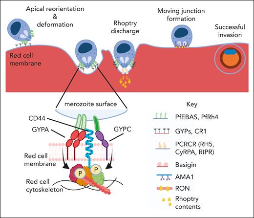 Baro et al demonstrate that the red cell surface receptor CD44 plays an important role in P falciparum invasion by interacting with EBL family proteins EBA-175 and EBA-140 as a coreceptor, mediating parasite-induced signaling to the host cell cytoskeleton important for red cell invasion. Subsequent steps involve discharge of the rhoptry contents, formation of the moving junction, and internalization, which require additional ligand-receptor interactions, together ensuring formation of the parasitophorous vacuole and efficient invasion. AMA1, apical membrane antigen 1; CR1, complement receptor 1; CyrPA, cysteine-rich protective antigen; PCRCR, pentameric complex; PfEBA, Plasmodium falciparum EBA; PfRh, reticulocyte-binding protein homolog; RON, phoptry neck protein.
