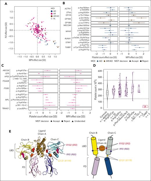 Effect sizes for variants in platelet disorder genes and MPL structure. (A) Effect sizes (in SD) for the platelet count (PLT) and MPV in carriers of 128 BPTD-variants present in at least 5 unrelated European UKB participants; 24 variants labeled by HGNC gene symbol have a significant effect on PLT and/or MPV (P < .05). Variants are color-coded by MOI for the associated platelet disorder: AD, autosomal dominant; AR, autosomal recessive; XL, X-linked inheritance. (B) Effect sizes in SD with 95% confidence intervals (CI) for platelet count and MPV associated with 19 cataloged-variants for AD thrombocytopenia disorders, of which 10 have significant effects (P < .05). Variants with AD MOI are in blue and AD/AR in brown. MDT decision is indicated by circles and squares for accept and reject, respectively. (C) Effect sizes in SD with 95% CI values for platelet count and MPV that are significantly associated with 14 cataloged-variants for AR platelet disorders (P < .05). Circles, squares and triangles indicate MDT decisions for accept, reject and undecided, respectively. (D) Violin plots with platelet count distributions of UKB controls (black), carriers of 1 of 5 CAMT-causing MPL variants that were associated with a significant increase in platelet count (purple) and patients with CAMT (red); each point represents a unique UKB individual, except for the CAMT cases for whom platelet count values were retrieved from the NIHR BioResource study database. (E) Probable structure of the MPL receptor and its ligand thrombopoietin (TPO), as represented by the 3D structure of the highly homologous erythropoietin receptor (EPOR, chains B and C) and bound erythropoietin (EPO, chain A) from the Protein Data Bank (PDB) entry “1EER,” which is the best available model for the impact of MPL residue changes. Left: PyMOL image of the 1eer structure with 3 variants shown in spacefill on chains B and C. Two are possible LoF variants, Arg102Pro, labeled R102 on chain C and shown in red, and Gly131Ser, labeled G131, orange; and 1 predicted as benign, Arg90Gln, labeled R90, magenta. In brackets are the residue numbers in the “1EER”structure. Right: schematic representation of the complex, with the same colors for the domains and variants (small, colored circles). Additional variants with possible functional consequences and which, like the LoF variant Gly131Ser, are highly conserved and occur in the linker region between the domains are: Pro136Arg, Pro136His and Gly131Ser (not shown). FD, fibronectin type III domain; LBD, ligand-binding domain.