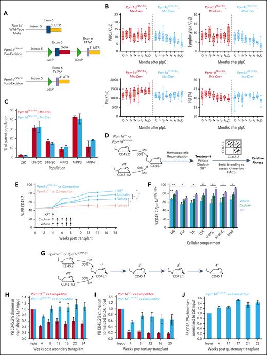 Truncating mutations in Ppm1d enhance HSC fitness. (A) Schematic of engineered locus in Ppm1dT476∗-fl mice. (B) Peripheral blood white blood cell (WBC), lymphocyte, platelet (Plt) counts, and hematocrit (Hct) of Ppm1dT476∗-fl/+;MxCre+ or Ppm1dT476∗-fl/+;MxCre− mice treated with pIpC at age 10 weeks. (C) Bone marrow stem cell analysis of Ppm1dT476∗-fl/+;MxCre+ or Ppm1dT476∗-fl/+;MxCre− mice approximately 1 year after pIpC treatment. (D) Schematic of competition experiment between Ppm1dT476∗-fl/+;Vav-Cre+;Cd45.2 or Ppm1d+/+;Vav-Cre+;Cd45.2 and wild-type (WT) Vav-Cre+;Cd45.1/2 control bone marrow cells transplanted into lethally irradiated Cd45.1 recipients. Cisplatin was dosed intraperitoneally at 4 mg/kg and sublethal irradiation was dosed at 2.5 Gy. (E-F) Peripheral blood (E) and bone marrow (F) CD45.2 chimerism of recipient mice from Ppm1dT476∗-fl/+;Vav-Cre+;Cd45.2 and WT Cd45.1/2 competition experiment outlined in panel D. (G) Schematic of serial transplantation of the bone marrow from the vehicle control mice outline in panel D. (H-J) Peripheral blood Cd45.2 chimerism of secondary (H), tertiary (I), and quaternary (J) mice serially transplanted with Ppm1d+/+;Vav-Cre+;Cd45.2 and WT Vav-Cre+;Cd45.1/2 (gray) or Ppm1dT476∗-fl/+;Vav-Cre+;Cd45.2 and WT Vav-Cre+;Cd45.1/2 (black). Note that in the quaternary transplant only Ppm1dT476∗-fl/+;Vav-Cre+;Cd45.2 were present. Error bars show standard error of the mean (SEM), ∗P < .05, ∗∗P < .01, ∗∗∗P < .001.