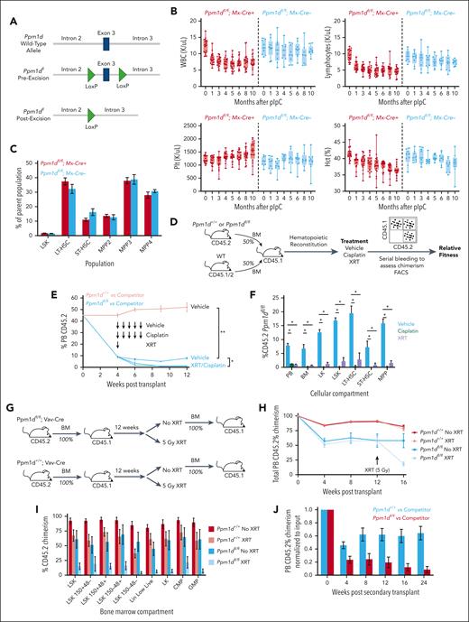 Ppm1d loss impairs HSC fitness. (A) Schematic of engineered locus in Ppm1dfl/fl mice (left) and genotyping polymerase chain reaction showing different allelic states (right). (B) Peripheral blood WBC, lymphocyte, Plt counts, and Hct of Ppm1dfl/fl;MxCre+ or Ppm1dfl/fl;MxCre− mice treated with pIpC at age 10 weeks. (C) Bone marrow stem cell analysis of Ppm1dfl/fl;MxCre+ or Ppm1dfl/fl;MxCre− mice approximately 1 year after pIpC treatment. (D) Schematic of competition experiment between Ppm1dfl/fl;Vav-Cre+;Cd45.2 or Ppm1d+/+; Vav-Cre+;Cd45.2 and wild-type (WT) Vav-Cre+;Cd45.1/2 control bone marrow cells transplanted into lethally irradiated Cd45.1 recipients. Cisplatin was dosed intraperitoneally at 4 mg/kg and sublethal irradiation was dosed at 2.5 Gy. (E-F) Peripheral blood (E) and bone marrow (F) CD45.2 chimerism of recipient mice from Ppm1dfl/fl;Vav-Cre+;Cd45.2 and WT Cd45.1/2 competition experiment outlined in panel D. (G) Schematic of serial transplantation and irradiation experiment of Ppm1dfl/fl;Vav-Cre+ or Ppm1d+/+;Vav-Cre+ bone marrow cells. The irradiation group received 5 Gy. (H-I) Peripheral blood (H) and bone marrow (I) CD45.2 chimerism of primary transplant recipients of Ppm1d+/+;Vav-Cre+ (gray) and Ppm1dfl/fl;Vav-Cre+ (black) bone marrow cells. (J) Peripheral blood CD45.2 chimerism of secondary transplant recipients of Ppm1d+/+;Vav-Cre+ (gray) and Ppm1dfl/fl;Vav-Cre+ (black) bone marrow cells. Error bars show SEM, ∗P < .01, ∗∗P < .0001.