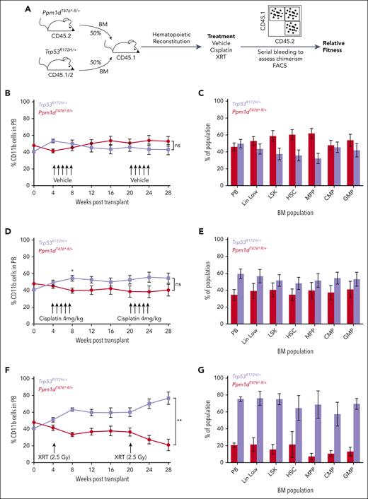 HSCs with dominant negative mutations in Trp53 outcompete those with Ppm1d truncating mutations after radiation. (A) Schematic of competition experiment between Trp53R172H/+;Vav-Cre+;Cd45.1/2 and Ppm1dT476∗-fl/+;Vav-Cre+;Cd45.2 bone marrow cells transplanted into lethally irradiated Cd45.1 recipients. Cisplatin was dosed intraperitoneally at 4 mg/kg and sublethal irradiation was dosed at 2.5 Gy. (B-C) Peripheral blood CD11b+ (B) or bone marrow (C) CD45.2 chimerism in vehicle treated recipient mice. (D-E) Peripheral blood CD11b+ (D) or bone marrow (E) CD45.2 chimerism in cisplatin treated recipient mice. (F-G) Peripheral blood CD11b+ (F) or bone marrow (G) CD45.2 chimerism in radiation (XRT) treated recipient mice. Error bars show SEM, ∗P < .01, ∗∗P < .0001, ns, not significant.