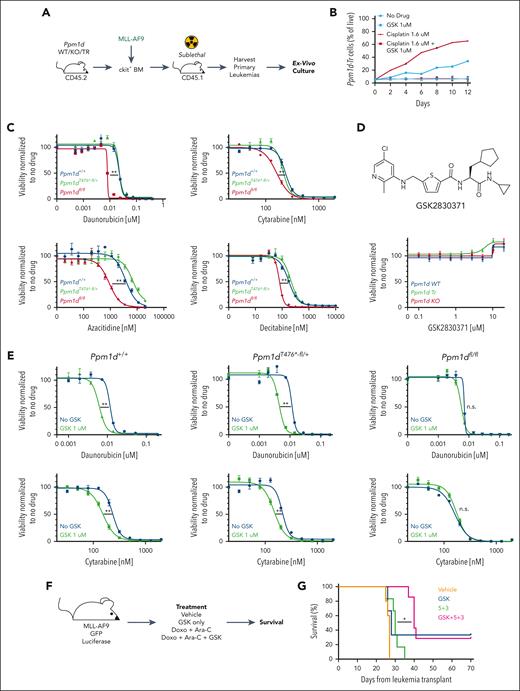 Ppm1d mediates sensitivity of primary leukemia cells to cytotoxic agents. (A) Schematic of generation of primary leukemia cells using viral transduction of MLL-AF9-GFP into c-kit-enriched bone marrow from Ppm1d+/+;Vav-Cre+ (WT), Ppm1dfl/fl;Vav-Cre+ (KO), or Ppm1dT476∗-fl/+;Vav-Cre+ (TR) mice and transplantation into sublethally irradiated recipients. (B) Frequency of Ppm1dT476∗-fl/+ leukemia cells when grown with Ppm1d+/+ leukemia cells in vitro over a 10-day period in the presence of dimethyl sulfoxide (DMSO) (no drug), GSK2830371, Cisplatin, or Cisplatin and GSK2830371 (supplemental Figure 4A). (C-E) Viability of primary leukemia cells, as assessed using CellTiterGlo, after 3 days of in vitro exposure to cytotoxic therapies (B), GSK2830371 (C), or both (D). Representative figures from one of the biological replicates is shown here. (F-G) Schematic (F) and survival (G) of mice carrying MLL-AF9+ leukemias treated with vehicle, GSK283071, doxorubicin with Ara-C (“5 + 3”), or doxorubicin with Ara-C and GSK2830371 (“5 + 3 + GSK”). Error bars show SEM, ∗P < .01, ∗∗P < .001.