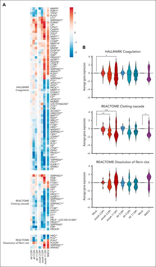 Significant transcriptomic changes associated with hemostasis in the liver of macaques infected with LASV Josiah, LASV AV, and MACV. (A) Transcriptomic analysis of liver cells at 2, 5 or 11 DPI for AV and Josiah or at time of death for MACV. The heatmaps represent the gene expression in each pathway. Only statistically differentially expressed genes (for Josiah vs mock, Josiah vs AV, or MACV vs mock comparisons) are included. The color of the heatmaps represents the mock–related scaled normalized counts averaged for each group and time point (n = 3 for each time point and infection status and n = 6 for MACV). Gene names were annotated regarding their differential expression status: asterisk refers to genes significant in the mock-AV-Josiah data set whereas degree symbols refer to genes significant in the Machupo data set. (B) Violin plots comparing the global expression variation relative to the mock. The overall gene sets over- or under-expression was tested with a 1-way mixed analysis of variance and P-values were corrected with the Tukey multiple comparison test.