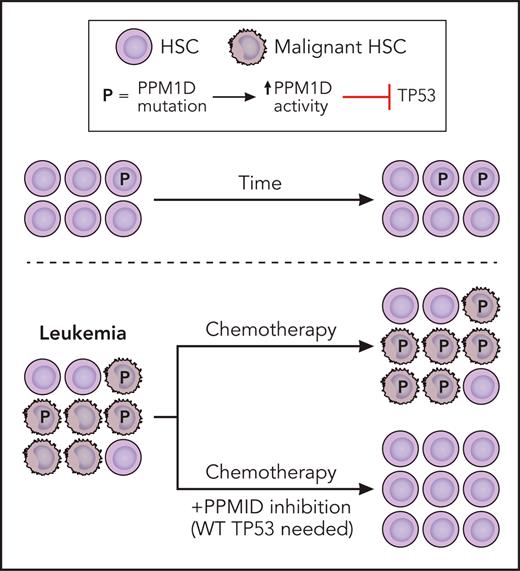 Truncating mutations of PPM1D found in myeloid malignancies lead to loss of the C-terminal degradation domain, resulting in increased levels of PPM1D. Increased PPM1D activity results in inhibition of TP53 that enhances the fitness of both normal and malignant HSCs. Leukemia HSCs that have high PPM1D activity are resistant to chemotherapy. Although PPM1D inhibition alone does not have significant activity against leukemia cells, it is synergistic with chemotherapy. Professional illustration by Patrick Lane, ScEYEnce Studios.