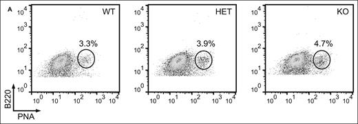 FBXO11 deletion leads to an increase in GC B cells and affects the DZ/LZ ratio. (A) Flow cytometry analysis of splenic mononuclear cells from age-matched FBXO11+/+-Cγ1cretg/+ (WT), FBXO11fl/+-Cγ1cretg/+ (HET), and FBXO11fl/fl-Cγ1cretg/+ (KO) for lectin PNA and the B-cell marker B220. Mice were immunized with SRBCs 10 days prior to the analysis.