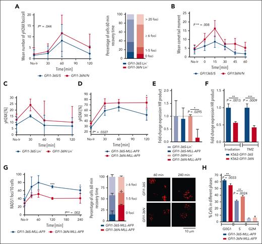 Higher DNA damage in GFI1-36N cells and lower DNA repair in GFI1-36N leukemic cells. (A) γH2AX-assay results of GFI1-36S and GFI1-36N thymocytes. γH2AX foci were stained with an antibody against γH2AX (immunofluorescence staining) and counted at different time points after 2 Gy irradiation. The images were analyzed with Imaris. Approximately 50-176 cells per sample; mean ± standard deviation (SD). P value was calculated over time. (B) Alkaline comet assay results of GFI1-36S and GFI1-36N thymocytes at different time points after irradiation with 5 Gy. Tail moment was analyzed from 34-65 cells per sample with the Comet-Assay Software from CaspLab. Mean ± SD. P value was calculated over time. (C) Murine nonleukemic progenitor cells (Lin– cells) or (D) leukemic (MLL-AF9) BM cells from mice that received transplantation were irradiated with 3 Gy and were analyzed by flow cytometry at different time points after irradiation γH2AX level. n = 3; mean ± SD. (E) HR assay results from murine GFI1-36S- (n = 2) and GFI1-36N- (n = 2) Lin– cells and murine GFI1-36S- (n = 2) and GFI1-36N- (n = 2) MLL-AF9 BM cells. The HR rate was measured with RT-PCR after the cells were transfected with 2 plasmids of the plasmid-based homologous recombination assay from Norgen Biotek Corp; mean ± SD (F) K562 cell lines expressing GFI1-36S or GFI1-36N were generated by CRISPR/Cas. The HR rate was measured as described in (E) 2 hours after irradiation with 3 Gy or 24 hours after treatment with 100 μg/mL temozolomide (TMZ). N = 3, mean ± SD (G) RAD51 foci formation in murine GFI1-36S and GFI1-36N leukemic (MLL-AF9) BM cells was analyzed at different time points after irradiation with 5 Gy. n = 3 (31-73 cells per sample), mean ± SD. ∗P > .05; ∗∗P < .01; ∗∗∗P < .001. (H) Cell-cycle analysis of GFI1-36S and GFI1-36N MLL-AF9 cells. GFI1-36S: n = 3 and GFI1-36N: n = 4; mean ± SD. ∗∗P < .01. No-Ir: no irradiation (0 Gy).