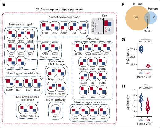 Proteome discovers GFI1-36N leukemic cells deregulate DNA repair protein MGMT. Proteomic analysis of primary murine and human GFI1-36S and GFI1-36N leukemic cells (A) Schematic representation of the experimental setup of murine GFI1-36S (n = 4) vs GFI1-36N (n = 4) leukemic BM cells proteome experiment, principle component analysis of measured samples, and evaluation of the results (left). Volcano plot displays significantly regulated proteins (permutation-based FDR < 0.05) is shown (right). (B) Network analysis of significantly regulated proteins between the 2 genotypes using Cytoscape. The network displays enriched Gene Ontology Biological Processes terms (P < .01). (C) Dot plot showing the significantly enriched GFI1-36N and GFI1-36S specific gene set enrichment terms based on proteomic analysis (D) Rank plot displaying the total number of DNA damage and repair proteins (highlighted with red dots) of all significantly regulated proteins in the data set. (E) Significantly regulated DNA damage and repair proteins grouped according to their specific pathways (selected from panel D). Rank plot displaying all significantly regulated proteins in GFI1 36N and 36S leukemia cells. The protein that participates in DNA damage repair are highlighted in red dots. The GFI1 36N upregulated proteins are marked in red, and downregulated proteins are marked in blue. The x-axis denotes the protein rank and y-axis denotes the –log10 P value. (F) Venn diagram showing the unique and shared number of differentially expressed proteins in murine and human AML samples (also see supplemental Figure 4H). MGMT is 1 of the shared and significantly altered proteins in both mouse and human samples. (G) Violin plot showing the log2 intensity of MGMT protein level in primary GFI1-36S (n = 4) vs GFI1-36N (n = 4) murine leukemic BM cells. (H) Violin plot showing the log2 intensity of MGMT protein level in human GFI1-36S (n = 11) vs GFI1-36N (n = 9) cells from patients with AML patient.
