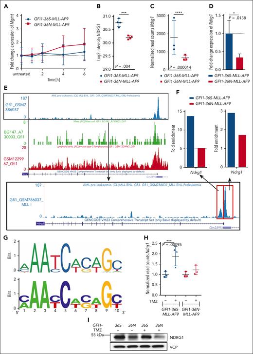 MGMT downregulation in GFI1-36N cells due to low levels of NDRG1. (A) Fold change expression of Mgmt in murine GFI1-36S- and GFI1-36N-MLL-AF9 leukemic BM cells at different time points after actinomycin D (10 μg/mL) treatment. Mgmt level was normalized to Hprt and to the untreated controls. n = 3; mean ± SD. (B) NDRG1 protein level in GFI1-36S- and GFI1-36N-MLL-AF9 leukemic BM cells (proteomic). n = 4; mean ± SD. (C) Ndrg1 expression (normalized read counts; RNA-seq) of murine leukemic GFI1-36S- and GFI1-36N-MLL-AF9 BM cells. n = 3; mean ± SD. (D) Ndrg1 gene expression measured in GFI1-36S- and GFI1-36N-MLL-AF9 BM cells by RT-PCR. GFI1-36S: n = 3 and GFI1-36N: n = 3; mean ± SD. (E) Published GFI1-ChIP-seq data sets showing the Ndrg1 gene and its regulatory elements with the possible binding sides of GFI1 (red square) at regulatory elements of Ndrg1. (F) GFI1-ChIP-quantitative PCR of the Ndrg1 upper regulatory elements of murine GFI1-36S and GFI1-36N leukemic BM cells. Gapdh and Runx1 were used as a control (right). (G) Comparison between the GFI1 binding motif from the Jasper database (top) and the consensus motif found using find individual motif occurrence (FIMO) at sites occupied by GFI1 in 21 genes differentially expressed in granulocyte/monocyte progenitors s from GFI1-36N or -36S animals. (H) Ndrg1 expression (RNA-seq) in murine leukemic GFI1-36S- and GFI1-36N-MLL-AF9 cells after treatment with 50 μg/mL TMZ for 20 hours and without. Normalized read counts of treated samples were normalized to the untreated samples. n = 3; mean ± SD. (I) NDRG1 protein level was analyzed by immunoblotting in BM cells from GFI1-36S and GFI1-36N leukemic mice without and with TMZ (50 μg/mL) treatment for 24 hours. ∗P < .05; ∗∗∗P < .001; ∗∗∗∗P < .0001.