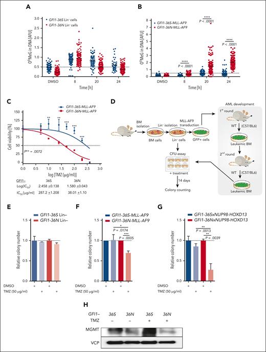 GFI1-36N leukemic cells are highly susceptible to TMZ treatment. (A) Functional Mgmt assays from murine GFI1-36S and GFI1-36N Lin– cells (45-206 cells per sample) and (B) GFI1-36S and GFI1-36N MLL-AF9 BM cells from mice that received transplantation (115-223 cells per sample). Cells were treated with 100 μg/mL TMZ and at different time points after treatment O6MeG level was analyzed with immunofluorescence. The ACAS program was used for the evaluation. (C) Cell viability of murine GFI1-36S and GFI1-36N MLL-AF9 BM cells measured by MTT assay after treatment with different TMZ concentrations for 48 hours, and IC50 values were calculated; mean ± SD. (D) Schematic experimental setup of the colony-forming unit (CFU) assays. (E) Murine GFI1-36S and GFI1-36N Lin– cells and (F) MLL-AF9 BM cells from mice were plated for 14 days in methylcellulose medium with the addition of 50 μg/mL TMZ or as a control dimethyl sulfoxide (DMSO). The colony number of the treated samples was calculated relative to the control. n = 3; mean ± SD. (G) CFU assay was performed with malignant BM cells from transgenic GFI1-36Sx and GFI1-36NxNUP98-HOXD13 mice. Cells were treated with 50 μg/mL TMZ and as a control with DMSO. The colony number after 14 days in culture of the treated samples was calculated relative to the control. n = 2, each triplicate, mean ± SD. (H) MGMT protein level was measured by immunoblotting in BM of GFI1-36S and GFI1-36N leukemic mice without and with TMZ (50 μg/mL) treatment for 24 hours. ∗P < .05; ∗∗P < .01; ∗∗∗P < .001; ∗∗∗∗P < .0001. AFU, arbitrary fluorescence units (O6MeG/4′,6-diamidino-2-phenylindole); IC50, 50% inhibitory concentration.