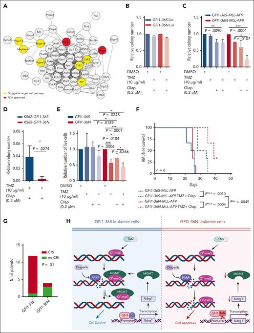 The combination of TMZ and olaparib shows synergistic effect on GFI1-36N leukemic cells in vitro and in vivo. (A) Analysis of possible drug targets of the differently expressed DNA repair–related proteins (results from the proteomic analysis of GFI1-36S and GFI1-36N leukemic BM cells). (B) CFU assay results of murine Lin– cells after treatment with either the combination of 10 μg/mL TMZ and 0.2 μM olaparib (Olap) or DMSO as a control. n = 3, mean ± SD (C) CFU assay results from MLL-AF9 BM cells from mice that received transplantation after treatment with either 10 μg/mL TMZ (n = 2), 0.2 μM Olap (n = 2), or the combination of both (n = 3, triplicate) and as a control DMSO (n = 3). Colony number was determined, and treated samples were calculated relative to the control. mean ± SD (D) CFU assay results from K562 cells expressing GFI1-36S and GFI1-36N, treated with 10 μg/mL TMZ and 0.2 μM Olap. Relative colony numbers were calculated with respect to DMSO control (n = 3, triplicate). (E) Primary human GFI1-36S (GFI1-36S/S: 2 × BM and 2 × peripheral blood) and GFI1-36N (GFI1-36S/N: 1 × BM and 1 × SPL and GFI1-36N/N: 2 × peripheral blood) cells from patients with AML were plated 14 days in methylcellulose media and treated as described in (B). Number of live cells was determined, and treated samples were calculated relative to the control. n = 4; mean ± SD. (F) AML-free survival of mice that received transplantatiob with TMZ and Olap treatment or without. GFI1-36S or GFI1-36N MLL-AF9 BM cells were transplanted into sublethally irradiated WT mice and on day 3 after transplantation, the treatment with 100 mg/kg olaparib and 50 mg/kg TMZ was started. n = 6. (G) In an ongoing clinical trial (NCT04207190) of treating patients with AML with talazoparib along with gemtuzumab ozogamicin, 3 out of 4 GFI1-36N patients showed CRi, whereas 1 out of 12 GFI1-36S patients showed CRi. (H) Scheme elucidates GFI1-36N influence on DNA repair and genome stability in AML cells compared with GFI1-36S. ∗P < .05; ∗∗P < .01; ∗∗∗P < .001. FDA, Food and Drug Administration; SPL, spleen. Scheme created with BioRender.com.