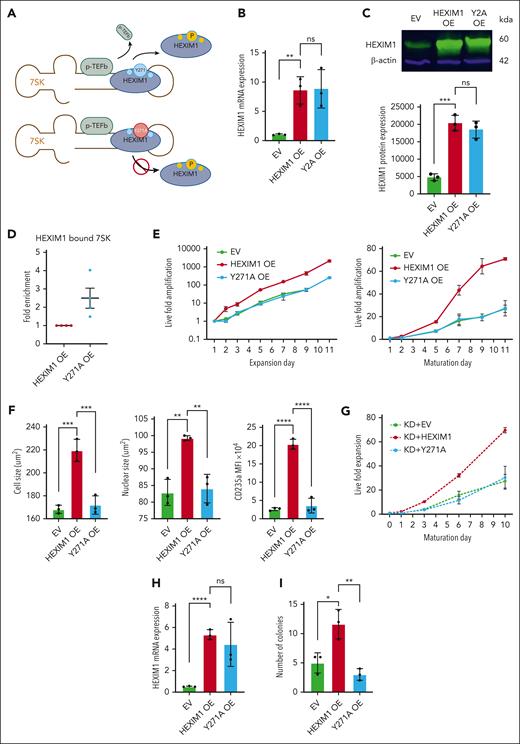 HEXIM1 promotes erythroid proliferation and survival. (A) Diagram of the 7SK complex and pTEFb with WT HEXIM1 (top) and HEXIM1 Y271A (bottom). Phosphorylation of WT HEXIM1 results in dissociation of HEIXM1 from the 7SK complex and release of pTEFb. The Y271A mutation prevents phosphorylation at a key residue, impairing HEXIM1 dissociation and pTEFb release. (B) HEXIM1 messenger RNA (mRNA) levels in HUDEP-2 cells transduced with EV, HEXIM1 OE, or Y271A OE. Data are presented relative to 18S ribosomal RNA. (C) HEXIM1 protein levels in HUDEP-2 cells transduced with EV, HEXIM1 OE, or Y271A OE. A representative western blot (top) and quantitation (bottom) are shown. (D) RNA immunoprecipitation assay for HEXIM1 WT and the Y271A mutant, confirming increased affinity of the Y271A mutant for the 7SK complex. (E) Live fold expansion of HEXIM1 WT, Y271A, and EV transduced cells in expansion media (left) and maturation media (right). (F) Imaging flow cytometric analyses of HEXIM1 WT, Y271A, and EV cell lines measuring cell size (left), nuclear size (middle), and CD235a expression (right). (G) Live fold expansion of HEXIM1 heterozygous cells transduced with EV, HEXIM1 WT, or Y271A in maturation media. (H) HEXIM1 messenger RNA levels in CD34+ hematopoietic stem and progenitor cells transduced with EV, HEXIM1 WT, or Y271A. Data are presented relative to 18S ribosomal RNA. (I) Erythroid colony-forming ability (burst-forming unit erythroid, and colony-forming unit erythroid) after transduction with EV, HEXIM1 WT, or HEXIM1 Y271A. For all experiments, n = minimum of 3 replicates; ∗P < .05; ∗∗P < .005; ∗∗∗P < .0005; ∗∗∗∗P < .00005.