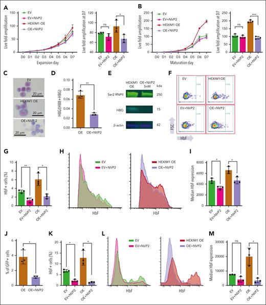 HEXIM1 OE phenotype is dependent on pTEFb activity. (A-B) Growth curves of HEXIM1 OE and EV cell lines and live fold amplification on day 7 in (A) expansion and (B) maturation media with and without NVP2 treatment. (C) Cytospins on maturation day 10 in EV, HEXIM1 OE, and HEXIM1 OE plus NVP2. (D) γ-globin expression in HEXIM1 OE via quantitative polymerase chain reaction with and without NVP2 treatment. Data are presented relative to 18S ribosomal RNA. (E) Levels of serine-2 (Ser2) RNAPII and (hemoglobin subunit gamma (HBG) in HEXIM1 OE cells with and without NVP2 treatment. (F) HbF-expressing HUDEP-2 cells at maturation day 5 in the indicated cell lines with and without NVP2 treatment via FACS analysis. (G) Quantification of F-cell percentage in the indicated cell lines with and without NVP2 treatment. (H) Distribution of HbF expression level in the indicated cell lines with and without NVP2 treatment. (I) Quantification of the median HbF expression level in the HbF+ population in the indicated cell lines with and without NVP2 treatment. (J) Proportion of green fluorescent protein–positive (GFP+) HEXIM1 OE cells after 2 days of treatment with either NVP2 or dimethyl sulfoxide (DMSO). The number of GFP+ HEXIM1 OE cells was identical before treatment. (K) Proportion of F-cells in GFP+ HEXIM1 OE primary erythroblasts treated with NVP2 or DMSO. (L) Distribution of HbF expression level in the indicated cell lines with and without NVP2 treatment. (M) Median HbF expression levels in GFP+ EV or HEXIM1 OE primary erythroblasts with and without NVP2 treatment. n = minimum of 3 replicates. ∗P < .05; ∗∗P < .005; ∗∗∗P < .0005.