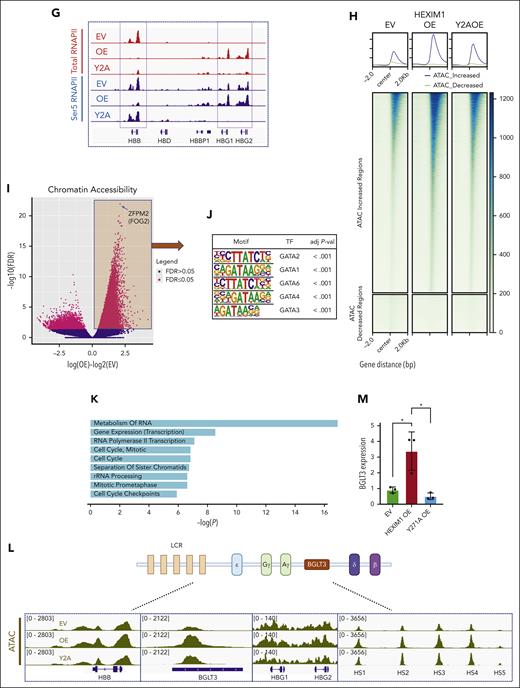 HEXIM1 regulates erythroid gene expression. (A) HEXIM1 occupancy and pausing index (PI) in genes that are upregulated or downregulated in HEXIM1 OE cells. (B-C) Heat maps showing regions that have differential (B) total and (C) serine-5 (Ser5) RNAPII occupancy in EV, HEXIM1 WT OE, and Y271A OE cell lines. (D) Volcano plot of differential total RNAPII occupancy in HEXIM1 OE cells compared with EV controls. (E) Top 5 motifs enriched for genomic regions that significantly gained RNAPII occupancy in HEXIM1 OE lines compared with EV controls. (F) Principal component (PC) analysis plot for total RNAPII in EV, HEXIM1 OE, and Y2A OE cell lines. (G) RNAPII occupancy at the β-globin loci in indicated cell lines. (H) Heat map of differential chromatin accessibility in indicated cell lines. (I) Volcano plot of differential chromatin accessibility in HEXIM1 OE cells. (J) Top 5 motifs enriched for genomic regions that become more accessible in HEXIM1 OE cell lines. (K) Gene ontology categories enriched for regions that become more accessible in HEXIM1 OE cell lines. (L) Chromatin accessibility at the β-globin loci in indicated cell lines. (M) BGLT3 RNA expression in indicated cell lines via quantitative polymerase chain reaction. Data are presented relative to 18S ribosomal RNA. ATAC, assay for transposase-accessible chromatin; LCR, locus control region.