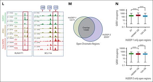 HEXIM1 OE results in redistribution of GATA1 occupancy. (A) Heat map of differential GATA1 occupancy in EV, HEXIM1 OE, and Y271A OE lines. (B) PC analysis plot based on GATA1 occupancy in EV, HEXIM1 OE, and Y271A OE cell lines. (C) Volcano plot of differential GATA1 occupancy in EV and HEXIM1 OE cells. (D) Motif analysis of GATA1 binding sites gained in HEXIM1 OE cells. (E) GATA1, Ser5, and total RNAPII occupancy at the β-globin locus in indicated cell lines. (F) Gene ontology terms enriched for genomic regions that gained GATA1 in HEXIM1 OE cells. (G) Genomic annotation of gained GATA1 binding sites. (H) Venn diagram showing overlap of GATA1 occupancy in HEXIM1 OE and EV lines (left), and chromatin accessibility at GATA1 sites gained in HEXIM1 OE lines (right). (I) Chromatin accessibility levels in WT HUDEP-2 cells at previously established and gained GATA1 sites (left) and H3K27ac occupancy in WT HUDEP-2 cells at previously established and gained GATA1 sites (right). (J) Heat maps showing chromatin accessibility and H3K27ac at gained and shared GATA1 sites in WT HUDEP-2 cells. (K) Quantification of chromatin accessibility (top) and H3K27ac occupancy (bottom) at shared and gained GATA1 sites. (L) Examples of RUNXT1, which gained GATA1 occupancy, chromatin accessibility, and RNAPII occupancy at the promoter region; and BCL11a, which lost both GATA1 and RNAPII occupancy at the well-established +55 enhancer region. (M) Venn diagrams showing the open chromatin regions in HUDEP-1 and HUDEP-2 cell lines. (N) GATA1 occupancy at the HUDEP-1 or HUDEP-2 only open chromatin regions in the EV, HEXIM1 OE, and Y271A OE cell lines. HBB, hemoglobin subunit beta; HBG, hemoglobin subunit gamma; UTR, untranslated region.