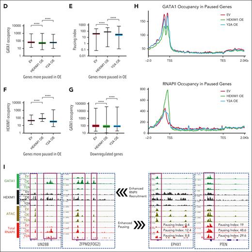 Changes in GATA1 occupancy determine whether HEXIM1 promotes RNAPII recruitment or enforces RNAPII pausing. (A) Three-dimensional correlation plot between HEXIM1, GATA1, RNAPII occupancy, and chromatin accessibility. Each dot represents a gene; the red color gradient represents HEXIM1 occupancy; x-axis represents GATA1 occupancy, y-axis represents RNAPII occupancy, and z-axis represents chromatin accessibility. (B) Heat map showing gained GATA1 sites also gained RNAPII and HEXIM1 occupancy and chromatin accessibility in HEXIM1 OE cells. (C) Quantification of changes in GATA1, RNAPII, HEXIM1 occupancy, and chromatin accessibility at gained GATA1 sites. (D-F) GATA1, HEXIM1 occupancy, and PI at genes for which the PI increases more than twofold in the indicated cell lines. (G) GATA1 occupancy at downregulated genes in the indicated cell lines. (H) Profiles of GATA1 and RNAPII occupancy at paused genes. At paused genes there is loss of GATA1 (top). There is also increased ser5 RNAPII at the promoter and decreased ser5 RNAPII in the gene body (bottom), resulting in an increased PI. (I) Examples of enhanced RNAPII recruitment facilitated by increased GATA1 occupancy (left), and enhanced pausing facilitated by decreased GATA1 (right).