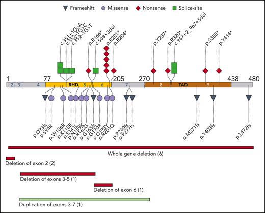Germ line variants in RUNX1 cohort. The pathologic or likely pathologic germ line variants aligned to NM_001754.4 coding sequence. The type of variant is coded as per the shape and color. Each shape represents one family; similarly, the number in parentheses for deletions/duplications show number of families. Amino acid residue number is indicated by black numbers; exons are indicated by blue and white numbers, with exon boundaries marked by dotted blue lines. RHD, runt homology domain; TAD, transactivation domain.