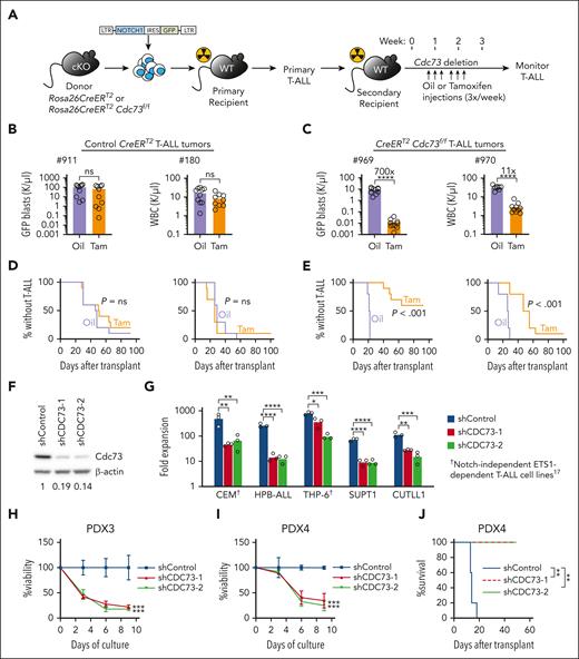 Cdc73 is important for Notch-induced T-ALL maintenance. (A) Experimental strategy to study dependence of Notch-induced T-ALL maintenance on Cdc73. (B-E) Mice were injected with 2 different primary ΔE/Notch1-induced Rosa26CreERT2 control T-ALL tumors (B,D) or 2 different primary ΔE/Notch1-induced Rosa26CreERT2Cdc73f/f murine T-ALL tumors (C,E). Numbers indicate tumor IDs. Peripheral blood green fluorescent protein–positive (GFP+) or white blood cell (WBC) counts for panels B-C at 2.5 weeks after transplant and survival for panels D-E were measured. (F) Western blot showing CDC73 knockdown in shRNA-transduced CEM cells. Numbers indicate relative band intensity. (G) Fold expansion (day 9 cell count / day 0 cell count) of Notch1-activated T-ALL cells transduced with 2 independent shCDC73. (H-I) Viability of conventional T-ALL PDX cells transduced with shCDC73 in OP9-DL4 stromal cell culture. N = 3. (J) Leukemia-free survival of NOD-scid-IL2γnull (NSG) mice injected with PDX4 cells transduced with shCDC73 that were passaged in NSG mice for 24 weeks. N = 5. ∗P < .05; ∗∗P < .01; ∗∗∗P < .001; ∗∗∗∗P < .0001. cKO, comditional knockout; Tam, 25 mg/kg tamoxifen; WT, wild-type.