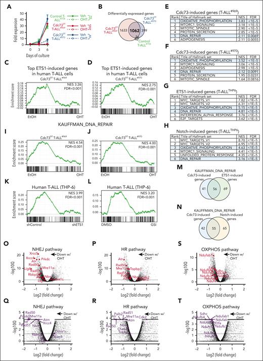 Cdc73 shares ETS1 and Notch-driven pathways. (A) Rosa26CreERT2Cdc73f/f T-ALL cells (969 and 970) and control Rosa26CreERT2 T-ALL cells derived from tumors in Figure 2C were treated with 3 nM OHT to delete Cdc73 and measured for growth. Fold expansion = day 3 or day 6 cell count / day 0 cell count. (B) Venn diagram showing 1062 Cdc73 target genes shared by both Cdc73f/f T-ALL cell lines from panel A. Target genes defined as fold change (FC) > 1.5; Padj < .05 in Bru-seq counts at 30 hours after OHT addition in both Cdc73f/f cell lines but not in controls. (C-D) GSEA using the top 258 ETS1-induced gene list17 of Cdc73-induced genes in 969 (C) and 970 (D) cells. (E-H) GSEA analyses showing the top 6 Hallmark pathways enriched for Cdc73- (E-F), ETS1- (G) and Notch- (H) induced target genes. ETS1 and Notch target genes were previously described in human THP-6 T-ALL cells.17 Pathways shared across the 4 analyses are highlighted in blue. (I-L) GSEA using the MSigDB C2 Kauffman_DNA_repair gene list of Cdc73-induced genes (I-J), ETS1-induced genes (K), and Notch-induced genes (L). (M-N) Venn diagram showing overlap of Cdc73-induced and ETS1-induced (M) or Notch-induced (N) genes in the Kauffman_DNA_repair gene list. (O-T) Volcano plots of significance vs Bru-seq (O-P,S) or RNA-seq (Q-R,T) Log2FC data showing the control vs OHT (Cdc73Δ/Δ) comparison and highlighting important genes in nonhomologous end-joining (NHEJ; O,Q), homologous recombination (HR; P,R), and OXPHOS (S-T) pathways in 969 T-ALL cells (O-P,S) and AML cells (Q-R,T) on background of all genes (gray) giving average RPKM > 0.8. RNA-seq analysis of Control and Cdc73-deleted AML cells were obtained from.35 ∗∗P < .01; ∗∗∗∗P < .0001. DMSO, dimethyl sulfoxide; EtOH, ethyl alcohol; GSI, gamma secretase inhibitor; RPKM, reads per kilobase per million.