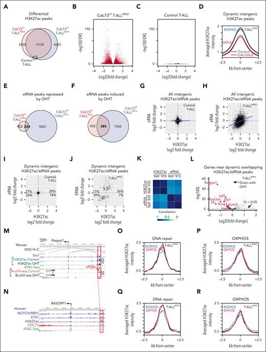 Cdc73 promotes expression of oncogenes but not DNA repair and OXPHOS genes through enhancers. (A) Venn diagram of differential H3K27ac (FDR < 0.05) in Rosa26CreERT2Cdc73f/f T-ALL cells (969 and 970) and control Rosa26CreERT2 T-ALL cells upon treatment with 6 nM OHT for 30 hours. (B-C) Volcano plots of significance vs log2(OHT/control) H3K27ac ChIP-seq signals of 969 (B) and control (C) cells in panel A. (D) Metagene plot of dynamic intergenic H3K27ac signals (defined as FDR < 0.05 in 969 and 970 cells but not in control cells) in 969 cells. (E-F) Venn diagram of differential eRNAs in Cdc73f/f T-ALL cells (969 and 970) that were repressed (E) or induced (F) upon treatment with 6 nM OHT for 30 hours. eRNAs were defined as intergenic BruUV-seq peaks or intragenic peaks that were antisense in direction relative to mRNAs. No differential eRNAs were identified after OHT treatment of control T-ALL cells. (G-J) BruUV-Seq log2(OHT/control) vs H3K27ac log2(OHT/Control) scatterplots of all overlapping intergenic peaks (G-H) or overlapping dynamic intergenic peaks (I-J) in control T-ALL cells (G,I) and Cdc73f/f T-ALL cells (969) (H,J). Overlapping dynamic peaks were defined as giving q < 0.05 and FDR < 0.05 in the same direction for the BruUV-Seq and H3K27ac comparisons respectively in both Cdc73f/f T-ALL cells but not in control T-ALL cells. (K) Spearman correlation coefficient analysis of eRNA and H3K27ac log2(OHT/control) from panel J and supplemental Figure 7G in 969 and 970 Cdc73f/f T-ALL cells. (L) Volcano plot of significance vs Bru-seq log2(OHT/control) of genes nearest overlapping OHT-downregulated dynamic intergenic BruUV-Seq and H3K27ac peaks in 969 Cdc73f/f T-ALL cells. (M-N) Display tracks of indicated ChIP-seq and assay for transposase-accessible chromatin (ATAC)-seq data sets at the Rasgrp1 locus in mouse 969 cells (M) or human THP-6 cells (N) showing nearest mouse-human homologous enhancers in red boxes that contain overlapping dynamic intergenic eRNA and H3K27ac peaks. Ets1 ChIP-seq (GSM461516); ATAC-seq (GSM2461649); DN3 Hi-C (GSE79422) analyzed in.50 (O-R) Metagene plots of H3K27ac signals at nonpromoter H2K27ac peaks nearest DNA repair (O,Q) and OXPHOS genes (P,R) from supplemental Table 1 in 969 cells (O-P) and 970 cells (Q-R). ∗∗∗FDR < 0.001; ∗∗∗∗FDR < 0.0001.