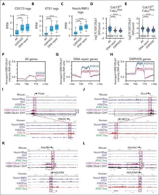 Cdc73 promotes DNA repair and OXPHOS gene expression through its gene body functions. (A-C) Box and whisker plots of CDC73 (A), ETS1 (B), and Notch/RBPJ (C) tag counts in human THP-6 cells at gene bodies (A) and promoters (B-C) of all genes, OXPHOS genes, and DNA repair genes shared by the GSEA enrichment cores in Cdc73f/f 969 and 970 T-ALL cells (Figure 3I; supplemental Figure 4G; supplemental Table 1). (D-E). Violin plots showing H2BK120ub1 ChIP-seq Log2FC in 969 cells (D) and 970 cells (E) for all genes, DNA repair genes, and OXPHOS genes in the GSEA enrichment cores of 969 and 970 cells (supplemental Table 1). OHT was added for 30 hours to delete Cdc73. (F-H) Metagene plots of H2BK120ub1 signals in EtOH-treated (blue) and OHT-treated (red) 969 cells at all genes (F), DNA repair genes (G), and OXPHOS genes (H) in core enrichment genes of GSEA analyses (supplemental Table 1). (I-L) Display tracks of indicated ChIP-seq and ATAC-seq datasets at important DNA repair genes (I-J) and OXPHOS genes (K-L) in mouse 969 cells (top) or human THP-6 cells (bottom) showing representative tracks and FDR values upon OHT addition (Cdc73 deletion) of H2BK120ub1 signals between transcriptional start site (TSS) and transcriptional termination site (TTS). ∗∗∗FDR < 0.001; ∗∗∗∗FDR < 0.0001. ATAC-seq (GSM2461649). Ets1 ChIP-seq (GSM2461515).