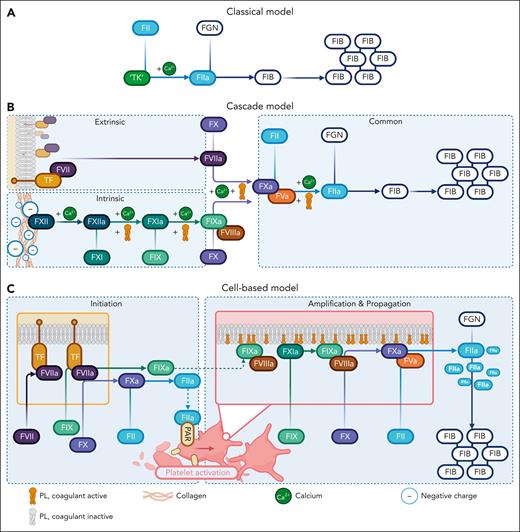 Historical models of coagulation. (A) Morawitz classical theory demonstrating prothrombin (FII) activation to thrombin (FIIa) by thrombokinase (TK) in the presence of calcium. Thrombin converts fibrinogen (FGN) into a fibrin (FIB) clot. (B) The cascade or waterfall model, illustrating sequential enzyme activation initiated by extrinsic and intrinsic triggers, which merge into the common pathway at FX to generate thrombin. (C) The cell-based model. The TFase and phosphatidylserine (PS) surfaces coordinate enzymology in 3 overlapping stages to generate a thrombin surge required for clot formation. The figure highlights how each concept builds on preexisting models to advance coagulation understanding.