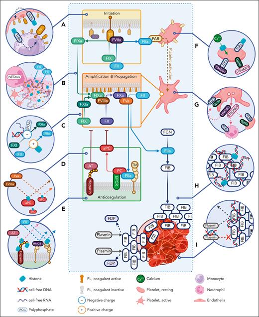 DAMPs and immunothrombosis. (A) In an overlay of the cell-based model, DAMPs (eg, CFHs) trigger clot formation by inducing TF expression. (B) DAMPs induce NETs, which release procoagulant material and structurally facilitates clot assembly. (C) DAMP-mediated charged interactions directly activate coagulation enzymes, for example, prothrombin activation by positively charged CFHs and contact activation of FXI and FXII by the negative charge of polyphosphates, cfDNA, and cfRNA. (D) DAMPs antagonize the innate anticoagulant system; CFH neutralizes APC. (E) CFH and HMGB1 electrostatically bind to TM, inhibiting protein C (PC) activation. CFH also binds heparin-glycosaminoglycans to inhibit AT potentiation. (F) Via DAMP receptors, cfDNA, CFHs, HMGB1, and calprotectin (S100A8/9) activate and aggregate platelets. CFHs also activate platelets by directly forming calcium ionophores on platelet membranes. (G) After activation, platelets express and secrete HMGB1 and calprotectin, which further augment the procoagulant signal in an automated/paracrine manner. (H) Integration of CFH and cfDNA into a FIB (composite) clot enhances its biomechanical properties. (I) This composite clot itself is resistant to lysis by plasmin. cfDNA also directly inhibits plasmin. EPCR, endothelial protein C receptor; FDP, fibrin degradation product; S100A8/9, calprotectin.