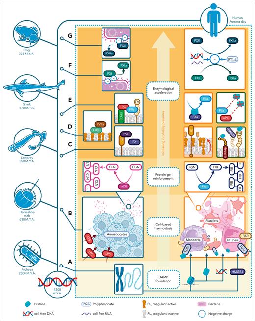 Evolutionary hemostasis in the response to injury. This figure shows how DAMPs, being the foundation upon which other hemostatic components are layered, have been evolutionarily embedded and regulated as a component of coagulation. The injury response coevolved in tandem with the complexity of the multicellular organism and its circulatory tree. Evolutionary emergence of key hemostatic components, based on comparative studies in extant animals performed by Doolittle and others (referenced in main text), is charted on a timeline (left) in parallel with DAMP interactions with each emerging hemostatic component (right). (A) DAMPs have vital intracellular function. Some, for example, RNA, DNA, and histones, are the very foundation of multicellular life. (B) Exemplified by the horseshoe crab, the most primitive injury response is facilitated by cells, undifferentiated by hemostatic or immune purpose. Injury-derived LPS activates and aggregates circulating amoebocytes. LPS also triggers formation of a coagulin (CLN) protein gel from amoebocyte-released coagulation proteins. (C) TF, FVII, FX, prothrombin (FII), and FGN evolved before the appearance of jawed animals, followed by FV, FIX (D), and the TM-PC pathway (E). (F-G) The emergence of FXII and FXI is more recent and links coagulation to the contact pathway, activatable by negatively charged DAMPs, including polyphosphates, cfRNA, and cfDNA. aCE, activated coagulogen enzyme; CGN, coagulogen; M.Y.A., million years ago.