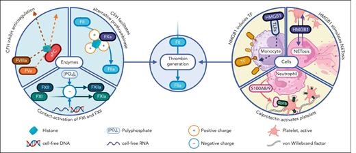 Thrombin generation by DAMPs. DAMPs promote thrombin generation through contact activation of FXI and FXII by negatively charged polyanions (eg, polyphosphates, cfRNA, and DNA), the alternative prothrombinase pathway mediated by histones, and inhibiting anticoagulant pathways. DAMP signals also trigger the cell-mediated injury response, promoting procoagulant factor release and procoagulant surfaces. DAMPs are expressed and/or released as part of the cell-mediated response to amplify the injury signal. GP1b, glycoprotein 1b.
