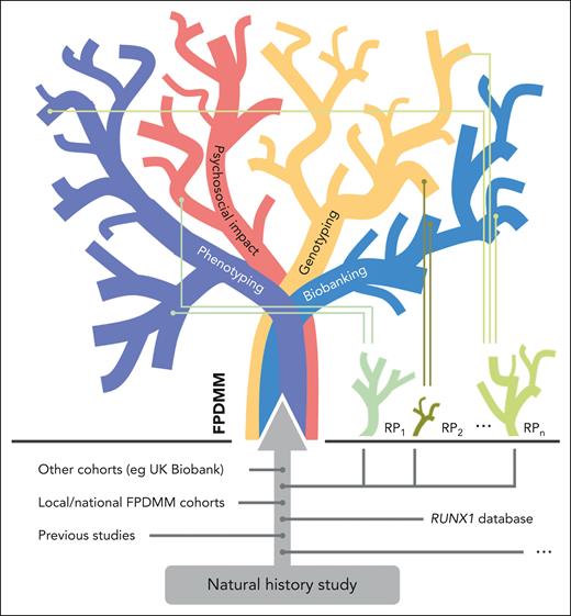 Knowledge tree of FPDMM. In decades to come, the FPDMM knowledge tree will be fed by the natural history study. The tree branches out in main categories such as phenotyping, psychosocial impact, genotyping, and biobanking, which all include various sub-branches. To integrate already existing data sets as well as future studies and to allow international data sharing and sample access, global scientific, legal, and ethical frameworks need to be defined to integrate these data sets and provide biomaterials for research projects. In a positive feedback loop, the growing knowledge will influence and foster future research projects (RP), illustrated as small plants below the tree.
