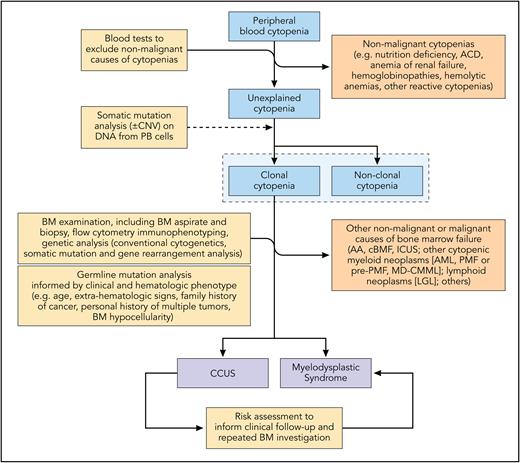 Diagnostic workup of suspected myelodysplastic syndromes. The diagnostic approach to suspected MDS begins with the exclusion of the secondary causes of cytopenias. If no cause for the cytopenia(s) is identified based on history, physical examination, and screening blood tests, a bone marrow examination is recommended for diagnostic evaluation. Recent studies have explored the feasibility and reliability of somatic mutation analysis on DNA from peripheral blood cells (dotted line) to screen individuals with unexplained anemia for the likelihood of MDS. The absence of somatic mutations has a high negative predictive value for ruling out a diagnosis of myeloid neoplasm, whereas in individuals harboring hematologic clone(s), the clone metrics, (number of mutations, VAF, and mutation patterns) are predictive of the likelihood of a myeloid neoplasm. AA, aplastic anemia; ACD, anemia of chronic disease; BM, bone marrow; cBMF, constitutional bone marrow failure; LGL, large granular lymphocytic leukemia; MD-CMML, myelodysplastic-type chronic myelomonocytic leukemia; PMF, primary myelofibrosis. Professional illustration by Somersault18:24.
