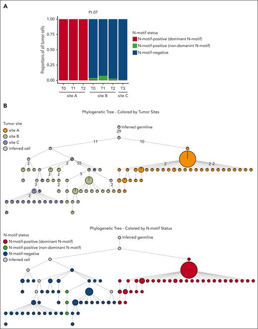 Patient 07 shows discordant N-motif pattern across multiple tumor sites. (A) Stacked bar plot showing proportions of N-motif–positive tumor cells with the N-motif of the dominant tumor clone (dominant N-motif, red), N-motif–positive tumor cells with a different acquired N-motif (with a different amino acid sequence and/or location) compared with that of the dominant tumor clone (nondominant N-motif, green), and N-motif–negative tumor cells (blue) across multiple tumor sites and time points for patient 07. N-motif–positive cells can harbor N-motifs in the heavy and/or light chains. (B) Phylogenetic trees inferred for patient 07 by using the patient’s single-cell heavy chain BCR sequences. Only tumor subclones with at least 18 cells are included. Each circle displays a specific tumor subclone, with the size of circle representing the number of tumor cells within each subclone. Subclones are colored according to the tumor site (top) and N-motif status (bottom). N-motif–positive subclones are distinguished into subclones with N-motifs of the dominant tumor clone (dominant N-motif, red) and cells with a different acquired N-motif (nondominant N-motif, green) compared with that of the dominant clone. N-motif–positive cells harbor N-motifs in the heavy and/or light chains. Numbers on branches indicate that >1 mutation separates 1 subclone from the other. Gray circles represent inferred tumor subclones.
