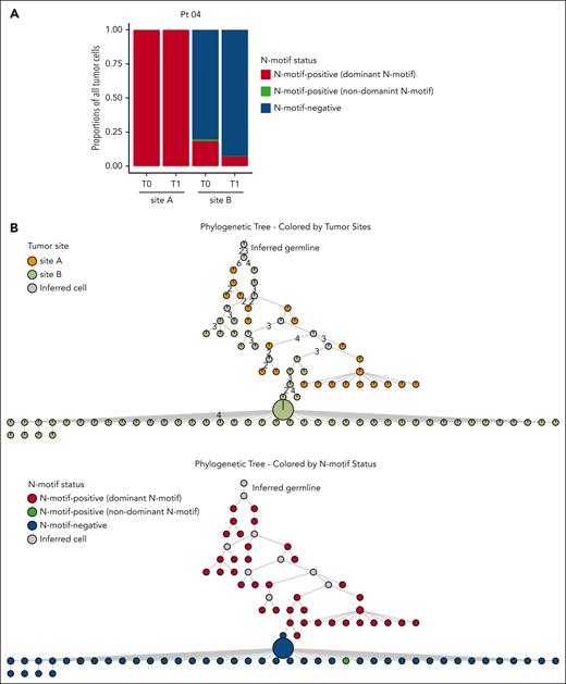 N-motif–positive cells can be outcompeted by N-motif–negative cells. (A) Stacked bar plot showing proportions of N-motif–positive tumor cells with the N-motif of the dominant tumor clone (dominant N-motif, red), N-motif–positive tumor cells with a different acquired N-motif (with a different amino acid sequence and/or location) compared with that of the dominant tumor clone (nondominant N-motif, green), and N-motif–negative tumor cells (blue) across multiple tumor sites and time points for patient 04. N-motif–positive cells can harbor N-motifs in the heavy and/or light chains. (B) Phylogenetic trees inferred for patient 04 by using the patient’s single-cell heavy chain BCR sequences. Only tumor subclones with at least 18 cells are included. Each circle displays a specific tumor subclone, with the size of circle representing the number of tumor cells within each subclone. Subclones are colored according to the tumor site (top) and N-motif status (bottom). N-motif–positive subclones are divided into subclones with N-motifs of the dominant tumor clone (dominant N-motif, red) and cells with a different acquired N-motifs (nondominant N-motif, green) compared with that of the dominant clone. N-motif–positive cells harbor N-motifs in the heavy and/or light chains. Numbers on branches indicate that >1 mutation separates 1 subclone from the other. Gray circles represent inferred tumor subclones.