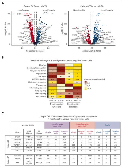 Biological differences between N-motif–positive and –negative tumor cells. (A) Volcano plot displaying differentially expressed genes between T0 tumor cells with and without N-motifs separately for patients 04 (left) and 07 (right). Genes enriched in N-motif–positive tumor cells are colored red, and those enriched in N-motif–negative cells, blue. Selected genes are highlighted. (B) Heat map exhibiting enriched pathways in N-motif–positive and N-motif–negative T0 tumor cells from patient 04 and 07. P values were calculated using Wilcoxon rank sum tests with false discovery rate: ∗P <  .05; ∗∗P  <  1 × 10e−10; ∗∗∗P  <  1 × 10e−25; ∗∗∗∗P  <  1 × 10e−50. (C) Table showing single-cell complementary DNA–based detected numbers of mutated vs all cells for each reported mutation for the N-motif–positive and N-motif–negative tumor cells for patients 04 and 07 using long-read sequencing. T cells from the same samples served as control. 1Mutation results in a premature termination codon. 2Mutation results in a frameshift. AA, amino acid; CDS, identification of coding sequences; del, deletion; fs, frameshift; IFN-γ, interferon gamma; TGFβ, transforming growth factor β; TNFA, tumor necrosis factor α; Pt, patient.