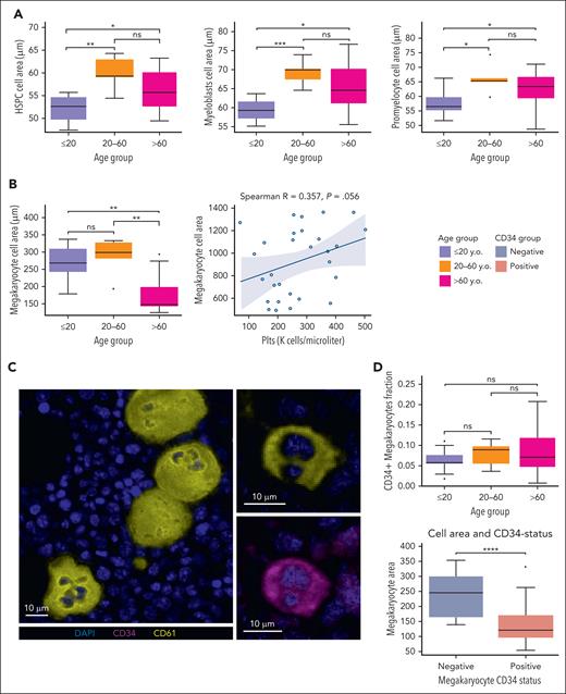 Aging-associated alterations in cell-type morphologies. (A) Pairwise comparisons between age groups for specific cell types shows increasing sizes of HSPCs (area 52.04 ± 3.12 μm2 vs area 59.65 ± 3.78 μm2; P < .005), myeloblasts (area 59.43 ± 2.98 μm2 vs area 69.27 ± 3.32 μm2; P < .001), and promyelocytes (57.96 ± 4.51 vs 62.27 ± 6.13; P = .0185) with increasing age. (B) Conversely, megakaryocytes were significantly larger in ≤20-year-old marrows (270.42 ± 54.17 μm2 vs 178.06 ± 58.57 μm2; P < .001), and megakaryocyte size showed a borderline-significant positive correlation with platelet counts (Spearman R = 0.357; P = .06). (C) Representative MxIF images of large mature megakaryocytes in a ≤20-year-old BM (left) and a small megakaryocyte in a >60 years BM (top right). By visual assessment, a subset of small megakaryocytes exhibited cytoplasmic CD34 expression (bottom right). (D) No significant difference between age groups in the observed proportion of CD61+ megakaryocytes that also have detectable CD34 expression (top: P > .05 between groups); however, CD61+ megakaryocytes that also have detectable CD34 expression are significantly smaller in size (bottom: 230.7 μm2 vs 120.7 μm2; P < .001). Plts, platelets.