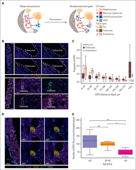 Detection of HSPCs and myeloblasts near bone trabeculae, vasculature, and megakaryocytes. (A) Permutation testing approach: observed locations of cell types are randomized ∼5000 times per each case, and then proportion of cell type(s) within region proximal to bone (25 μm), vasculature (25 μm), or megakaryocytes (50 μm) is compared to proportion in randomized location (supplemental Figures 8-10). (B) (Top) Representative MxIF images from a young marrow (WCM68), including whole tissue image (left). Representative juxtabecular area contains HSPCs (arrowhead: CD34+CD38+/−CD117–) and myeloblasts (arrows: CD34+CD38+/−CD117+). (Bottom) Representative MxIF images from a young marrow (WCM66), including whole tissue image (left). Representative focus surrounding a CD34+ endothelium-lined arteriole contains HSPCs (arrowhead: CD34+CD38+/−CD117–) and myeloblasts (arrows: CD34+CD38+/−CD117+). (C) HSPCs are located similarly close to bone trabeculae and vasculature for all age groups (y-axis = HSPCs as proportion of all nucleated cells; x-axis = distance bins from nearest bone trabeculae or vessel concatenated from all age groups). (D) Representative MxIF images from a young marrow (WCM60), including whole tissue image (left). Representative focus around a CD61+ megakaryocyte shows nearby HSPCs (arrowhead: CD34+CD38+/−CD117–) and a myeloblast in the vicinity (arrows: CD34+CD38+/−CD117+). (E) The absolute number of HSPCs within 50 μm of CD61+ megakaryocyte borders was greater in ≤20 year marrows than in >60 year marrows (118.14 ± 53.54 vs. 48.91 ± 19.28; P < .0001), and greater in 20-60 year marrows than in >60 marrows (96.61 ± 23.02 vs 48.91 ± 19.28; P < .001).