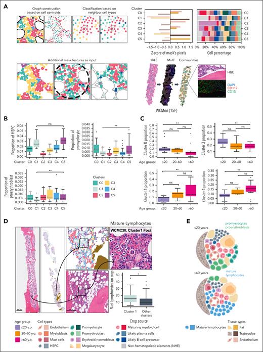 Detection of unique cell communities and evidence of focally increased lymphocytes. (A) A 75 μm region was used for community detection (top right). Six unique cellular/structural communities were detected, differentiated based on proportions of constituent hematopoietic and NHEs, and relative contributions from bone trabeculae, CD34+ vasculature, and fat (left). Schematic respresentation of paired hematoxylin and eosin–stained section, MxIF preparation, and topographic communities map (case WCM66), with a highlighted juxtatrabecular focus enriched for immature myeloid elements including myeloblasts and promyelocytes, with distal progression toward MMCs. (B) HSPCs are relatively enriched in clusters 1 (0.0282 ± 0.1 vs 0.0178 ± 0.006) and 5 (0.0315 ± 0.095 vs 0.0178 ± 0.006), and next most abundant in cluster 4 (bottom right). Cluster 1 exhibits a relative depletion of promyelocytes (0.0038 ± 0.0036 vs 0.0098 ± 0.009; P < .005) and proerythroblasts (0.0026 ± 0.0023 vs 0.0059 ± 0.0045; P < .001) compared with cluster 5. (C) Clusters 0 (0.232 ± 0.157 vs 0.136 ± 0.155; P < .005) and 3 (0.265 ± 0.071 vs 0.175±0.068; P < .005) are relatively enriched in ≤20 year marrows as compared with >60 year marrows. Clusters 1 (0.067 ± 0.043 vs 0.187 ± 0.123; P < .005) and 4 (0.085 ± 0.043 vs 0.161 ± 0.072; P < .005) are relatively enriched in >60 year marrows as compared with ≤20 year marrows. (D) Mapping of cluster 1 foci back to hematoxylin and eosin–stained WSI reveals conspicuous mature lymphocytes by histomorphologic assessment. Box plot showing significantly higher percentage of mature lymphocytes in cluster 1 compared to all other clusters. See supplemental Methods for experimental details. (E) Hypothetical model of increased mature lymphocytes comprising the NHEs (light blue cells) enriched in cluster 1. ∗0.01 < P ≤ .05; ∗∗.001 < P ≤ .01; ∗∗∗.0001 < P ≤ .001; ∗∗∗∗P < .0001. H&E, hematoxylin and eosin.